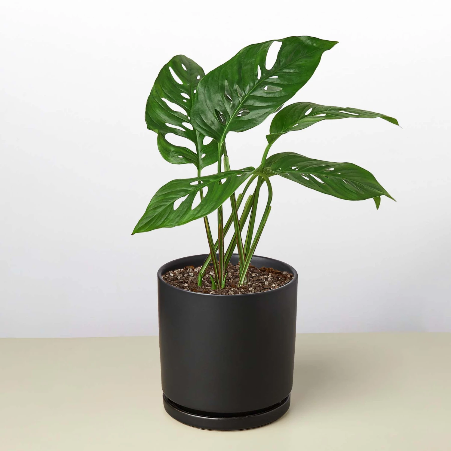 Monstera Adansonii 'Swiss Cheese' 9 Monstera Adansonii 'Swiss Cheese' - Image 9