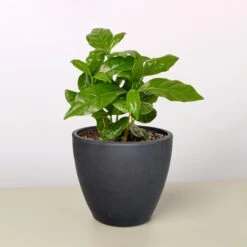Arabica Coffee -Plant house 4 BLACK ECO POT ARABICA COFFEE