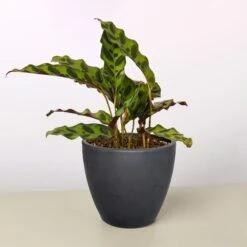 Calathea Lancifolia 'Rattlesnake' 14 Calathea Lancifolia 'Rattlesnake' -Plant house 4 BLACK ECO POT CALATHEA RATTLESNAKE