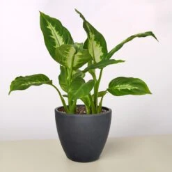 Dieffenbachia Camille 28 Dieffenbachia Camille -Plant house 4 BLACK ECO POT DIEFFENBACHIA CAMILLE