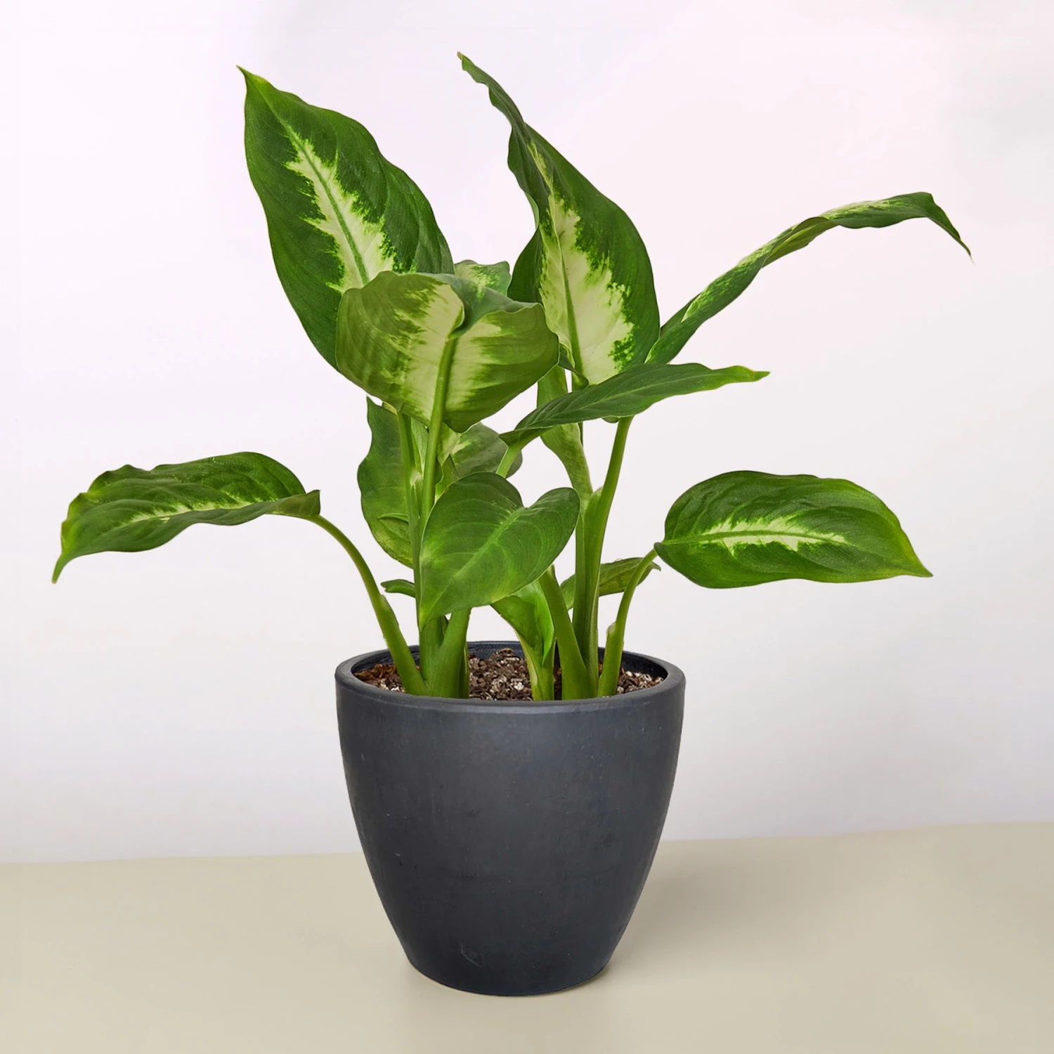 Dieffenbachia Camille 14 Dieffenbachia Camille - Image 14