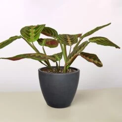 Maranta 'Red Prayer' -Plant house 4 BLACK ECO POT MARANTA RED