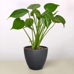 Monstera 'Split-Leaf' 22 Monstera 'Split-Leaf' -Plant house 4 BLACK ECO POT MONSTERA SPLIT.LEAF