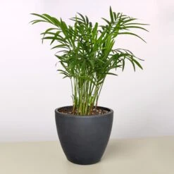 Parlor Palm -Plant house 4 BLACK ECO POT PALM PARLOR