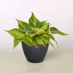 Philodendron 'Brasil' 18 Philodendron 'Brasil' -Plant house 4 BLACK ECO POT PHILODENDRON BRASIL