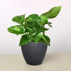 Pothos 'Golden' -Plant house 4 BLACK ECO POT POTHOS GOLDEN