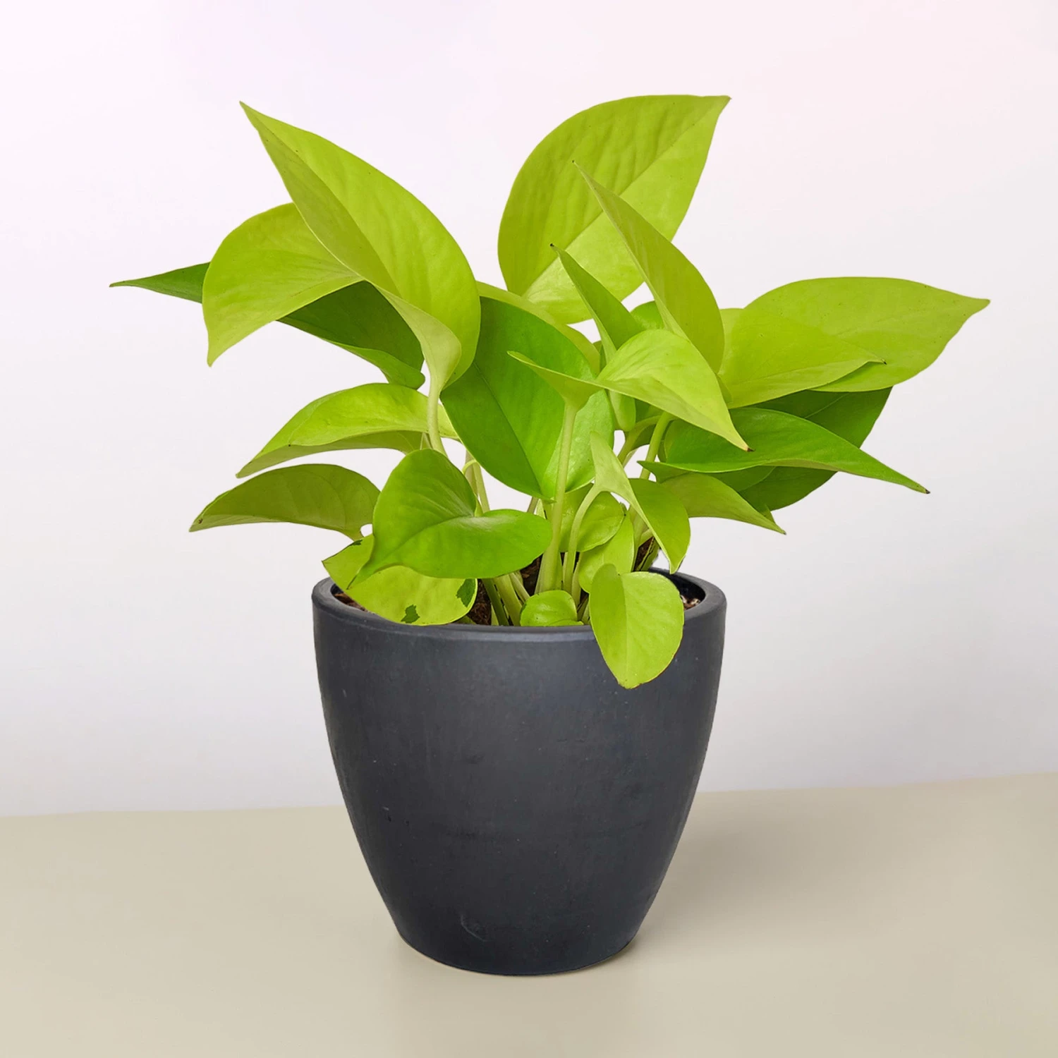 Pothos 'Neon' 8 Pothos 'Neon' - Image 8