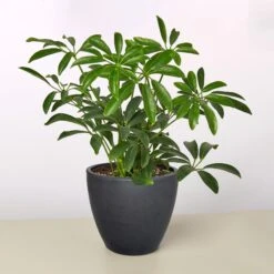 Schefflera Arboricola 16 Schefflera Arboricola -Plant house 4 BLACK ECO POT SCHEFFLERA ARBORICOLA