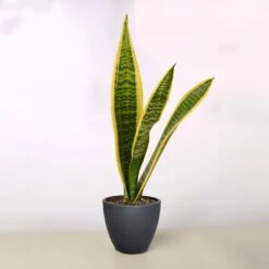 Snake Plant 'Laurentii' 34 Snake Plant 'Laurentii' -Plant house 4 BLACK ECO POT SNAKE LAURENTII