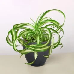 Spider Plant 'Bonnie' 20 Spider Plant 'Bonnie' -Plant house 4 BLACK ECO POT SPIDER BONNIE