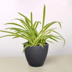 Spider Plant 'Reverse' 20 Spider Plant 'Reverse' -Plant house 4 BLACK ECO POT SPIDER REVERSE