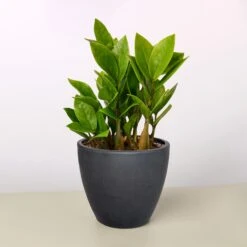 Zamioculcas Zamiifolia 'ZZ' -Plant house 4 BLACK ECO POT ZZ PLANT