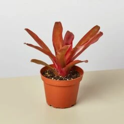 Bromeliad 'Fireball'