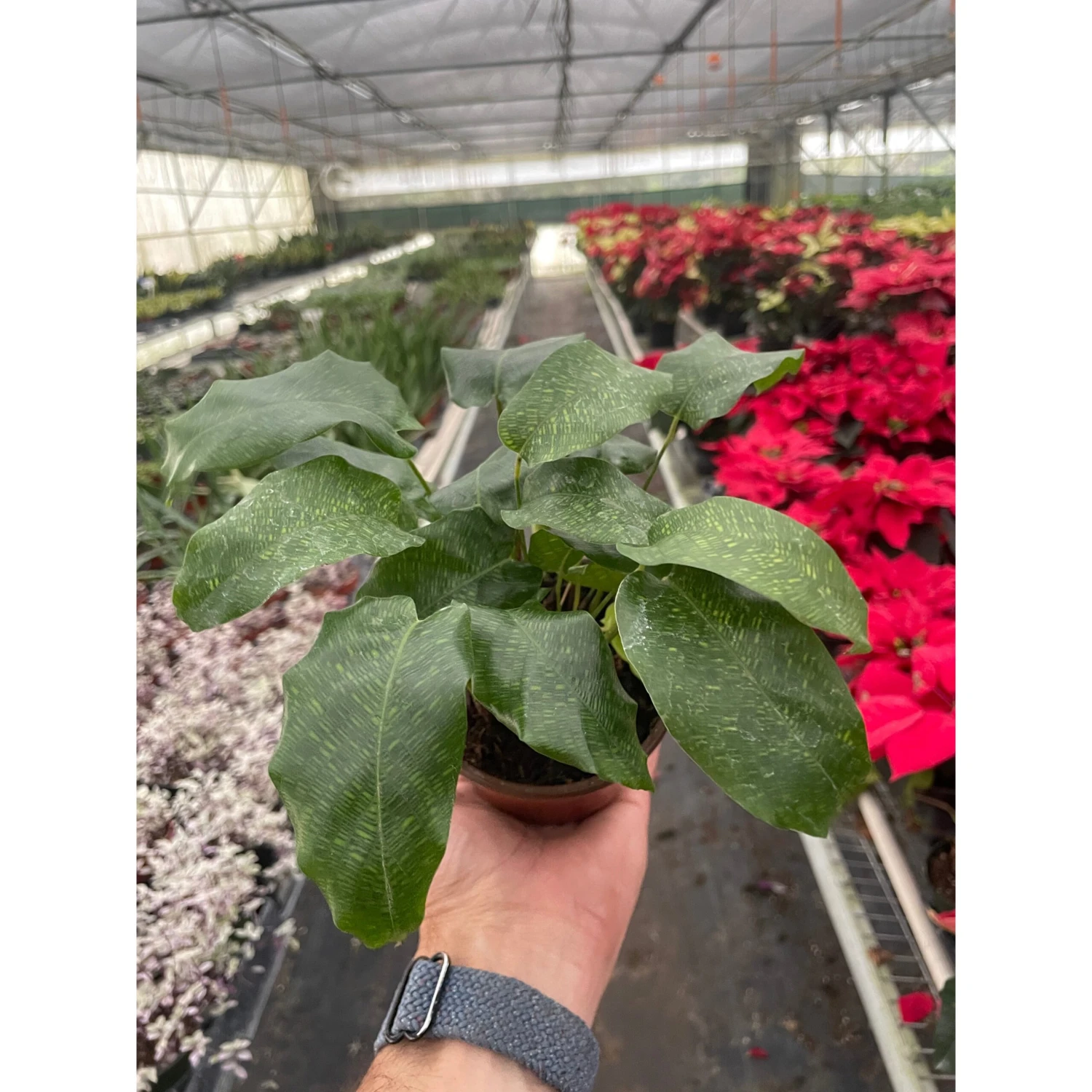 Calathea 'Musaica' 2 Calathea 'Musaica' - Image 2