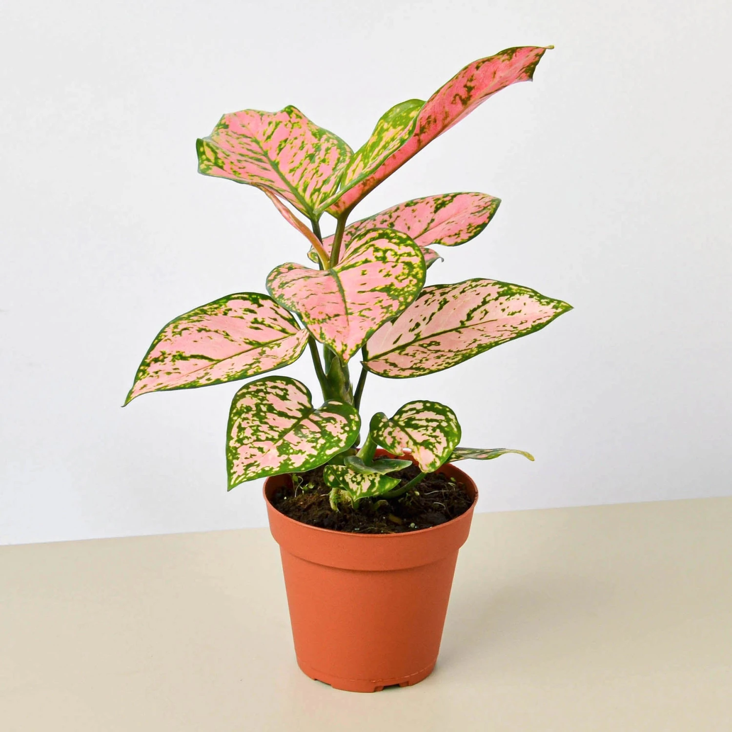 Chinese Evergreen 'Lady Valentine' 1 Chinese Evergreen 'Lady Valentine'