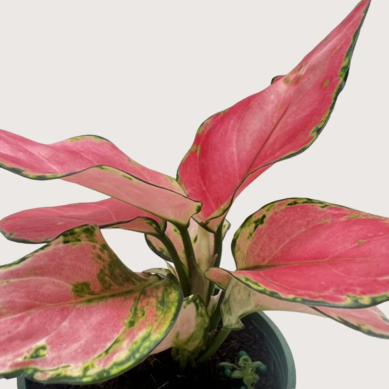 Chinese Evergreen 'Rich Red' 2 Chinese Evergreen 'Rich Red' - Image 2