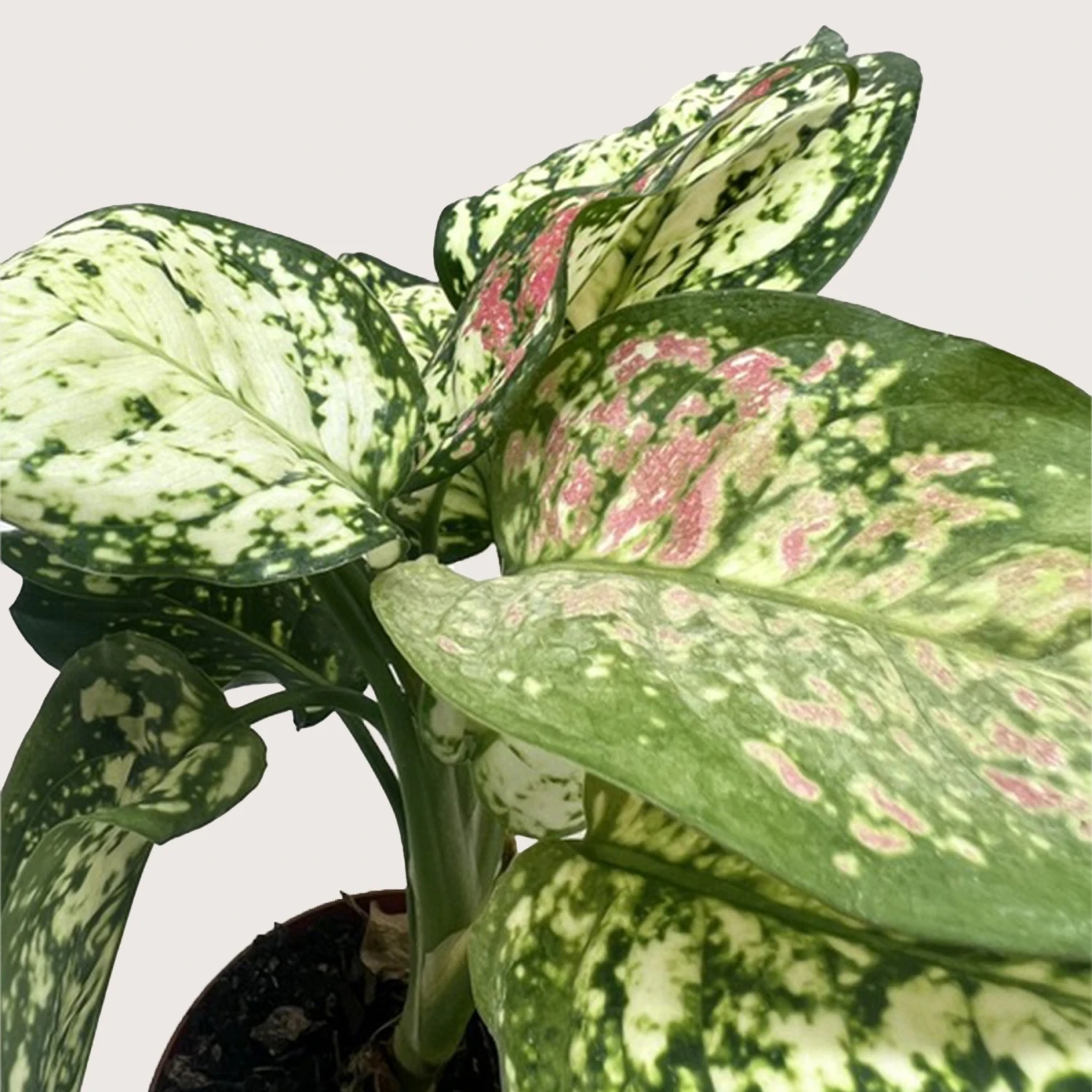 Chinese Evergreen 'Wishes' 2 Chinese Evergreen 'Wishes' - Image 2