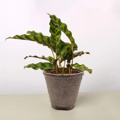 Calathea Lancifolia 'Rattlesnake' 15 Calathea Lancifolia 'Rattlesnake' -Plant house 4 COW POT CALATHEA RATTLESNAKE