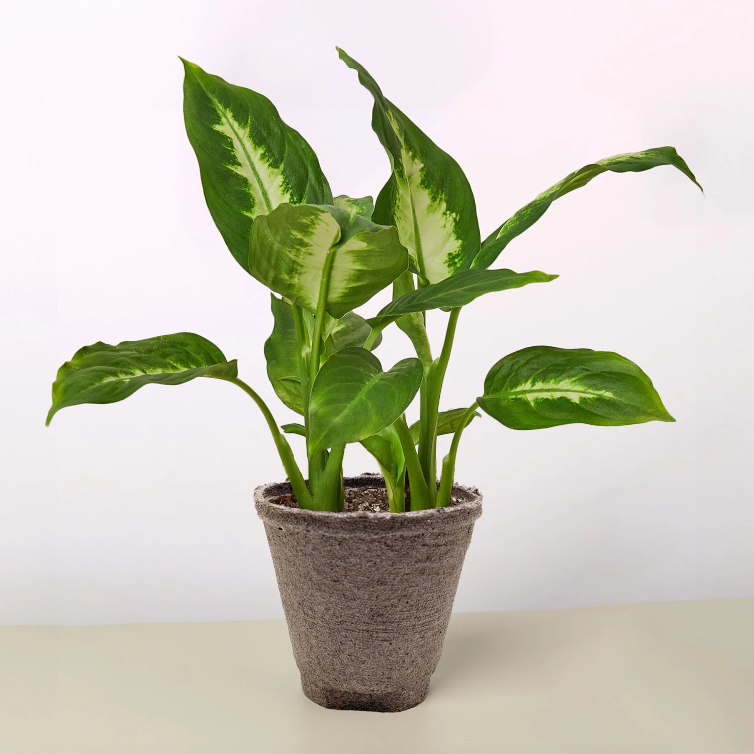 Dieffenbachia Camille 15 Dieffenbachia Camille - Image 15