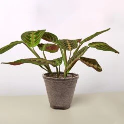 Maranta 'Red Prayer' -Plant house 4 COW POT MARANTA RED
