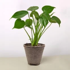 Monstera 'Split-Leaf' 20 Monstera 'Split-Leaf' -Plant house 4 COW POT MONSTERA SPLIT.LEAF