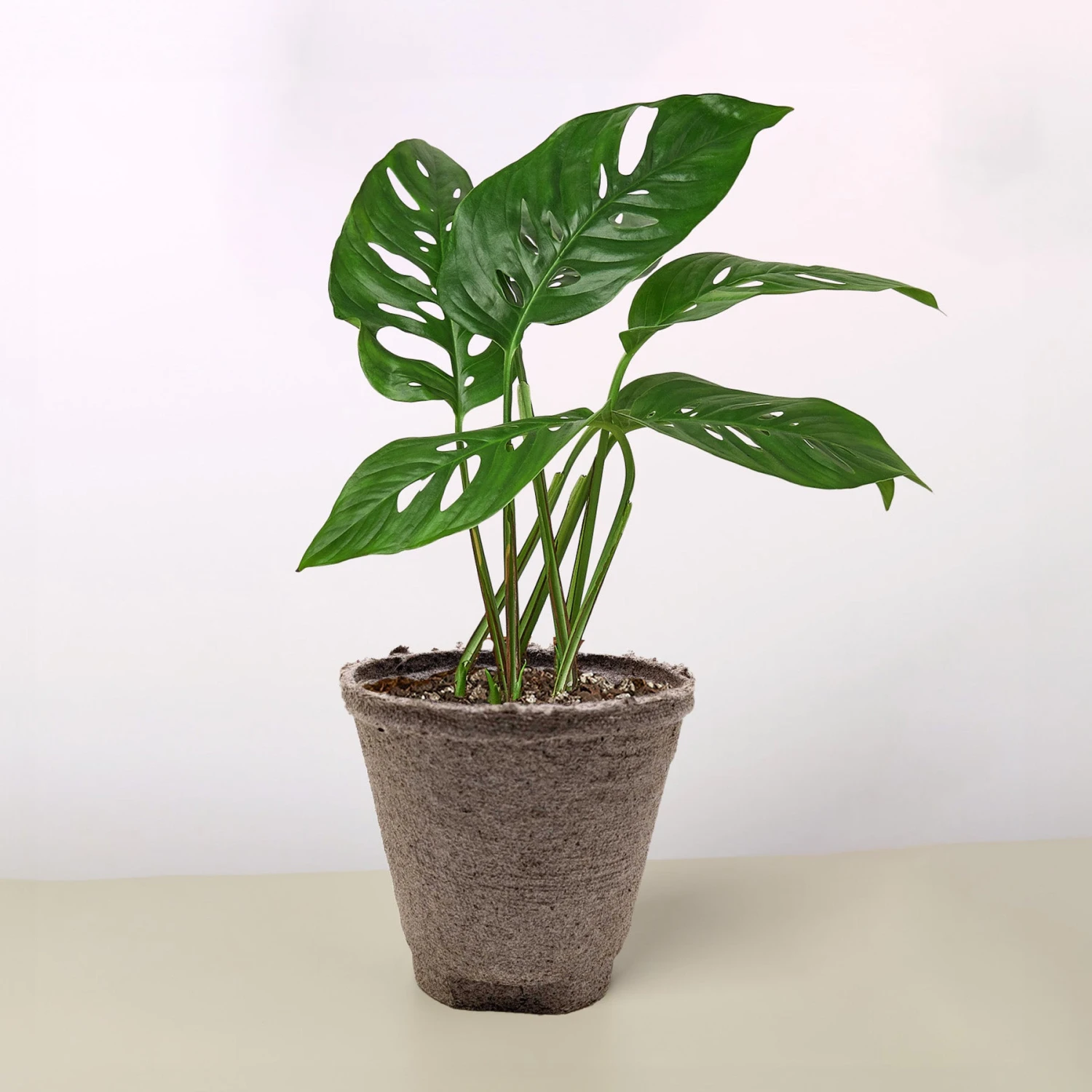 Monstera Adansonii 'Swiss Cheese' 11 Monstera Adansonii 'Swiss Cheese' - Image 11