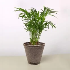 Parlor Palm -Plant house 4 COW POT PARLOR PALM