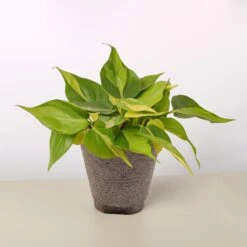 Philodendron 'Brasil' 19 Philodendron 'Brasil' -Plant house 4 COW POT PHILODENDRON BRASIL