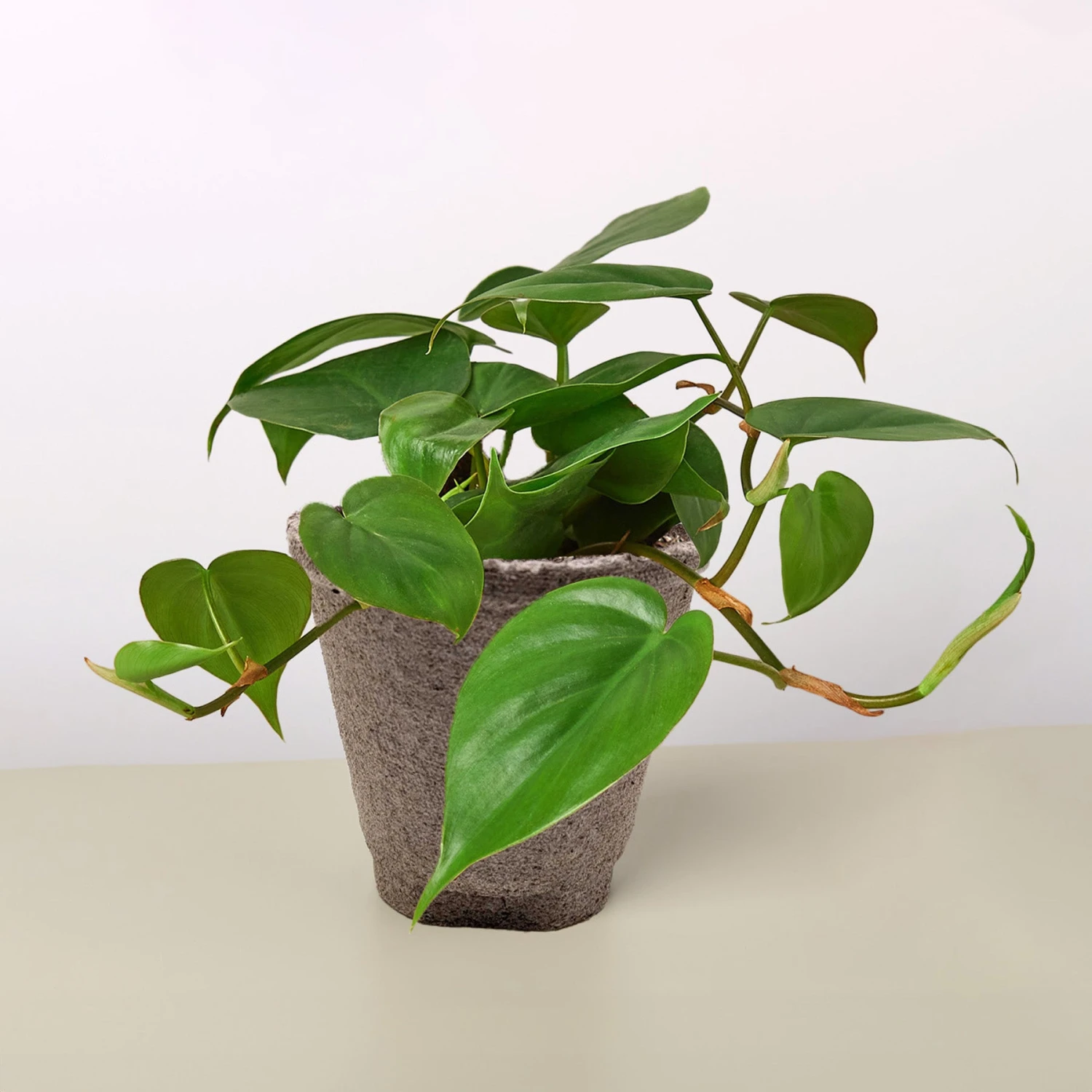 Philodendron Cordatum 'Heartleaf' 15 Philodendron Cordatum 'Heartleaf' - Image 15