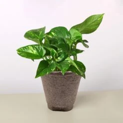 Pothos 'Golden' -Plant house 4 COW POT POTHOS GOLDEN