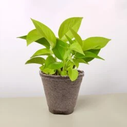 Pothos 'Neon' 17 Pothos 'Neon' -Plant house 4 COW POT POTHOS NEON