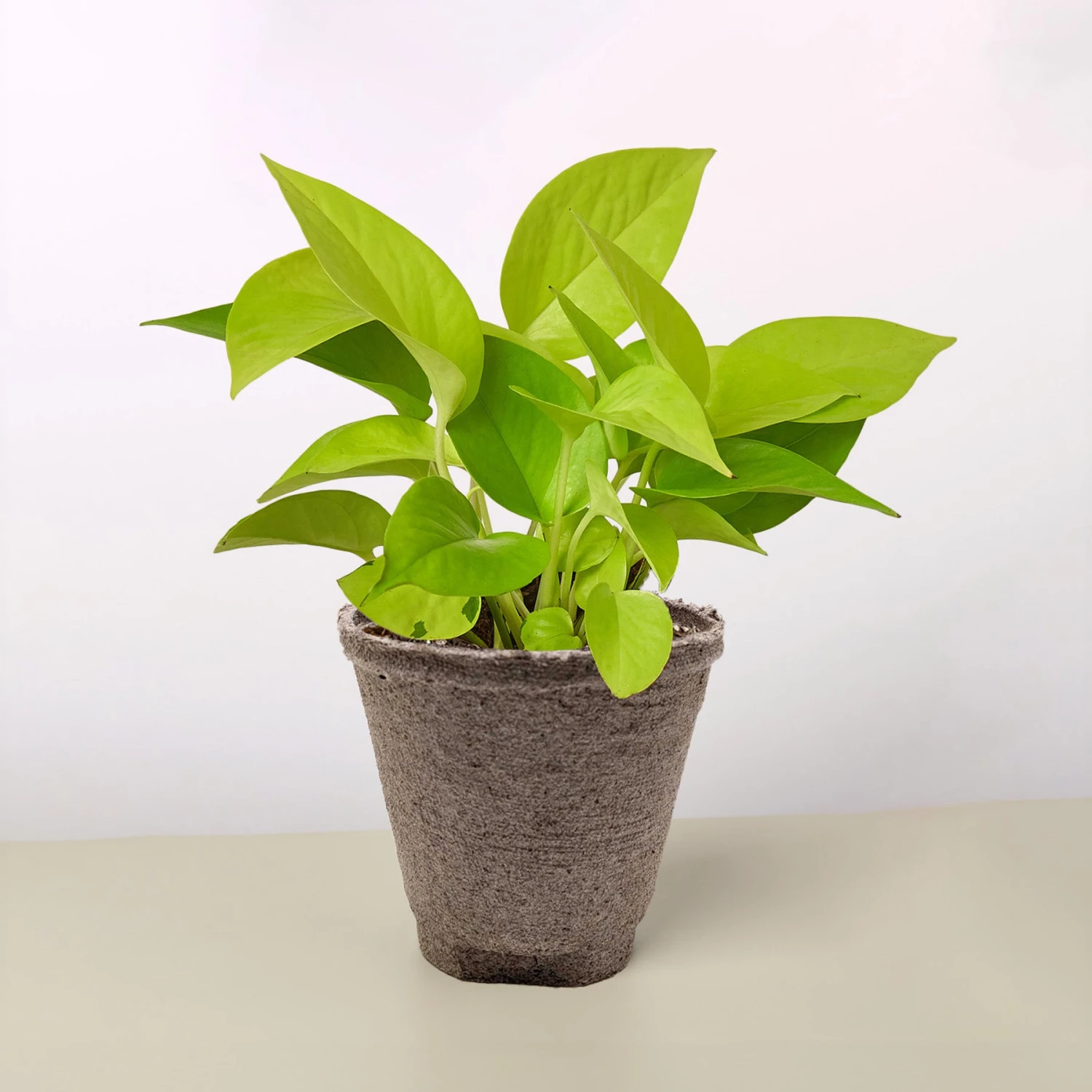 Pothos 'Neon' 9 Pothos 'Neon' - Image 9