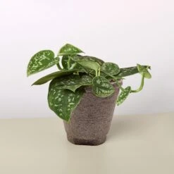 Pothos 'Satin' 21 Pothos 'Satin' -Plant house 4 COW POT POTHOS SATIN
