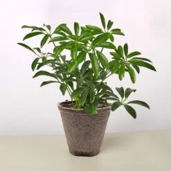 Schefflera Arboricola 17 Schefflera Arboricola -Plant house 4 COW POT SCHEFFLERA ARBORICOLA