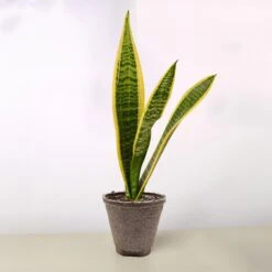 Snake Plant 'Laurentii' 35 Snake Plant 'Laurentii' -Plant house 4 COW POT SNAKE LAURENTII