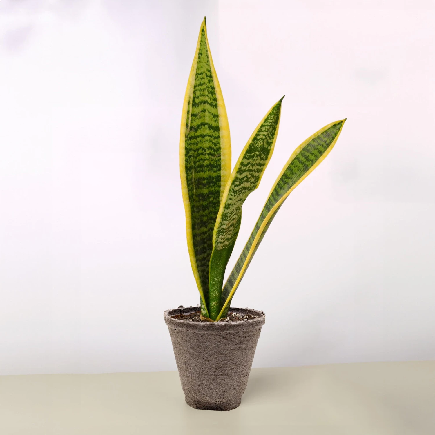 Snake Plant 'Laurentii' 18 Snake Plant 'Laurentii' - Image 18