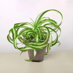 Spider Plant 'Bonnie' 21 Spider Plant 'Bonnie' -Plant house 4 COW POT SPIDER BONNIE