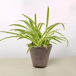 Spider Plant 'Reverse' 21 Spider Plant 'Reverse' -Plant house 4 COW POT SPIDER REVERSE