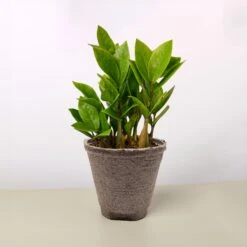 Zamioculcas Zamiifolia 'ZZ' -Plant house 4 COW POT ZZ PLANT