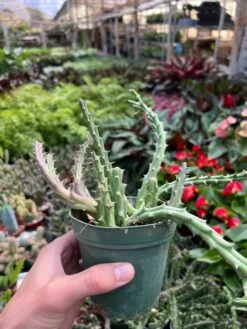 Lifesaver Cactus 16 Lifesaver Cactus -Plant house 4 CactusLifesaver 1