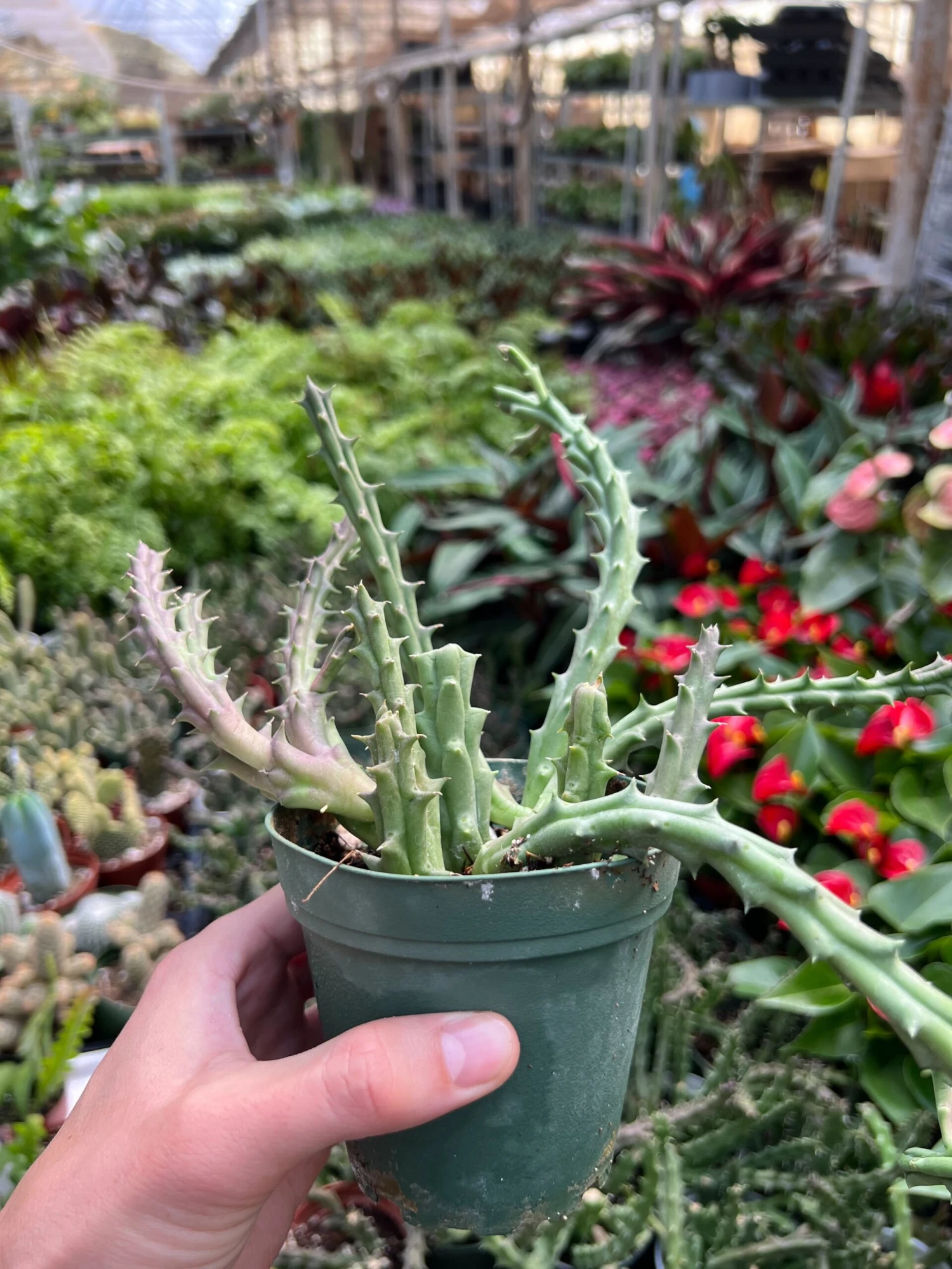 Lifesaver Cactus 8 Lifesaver Cactus - Image 8