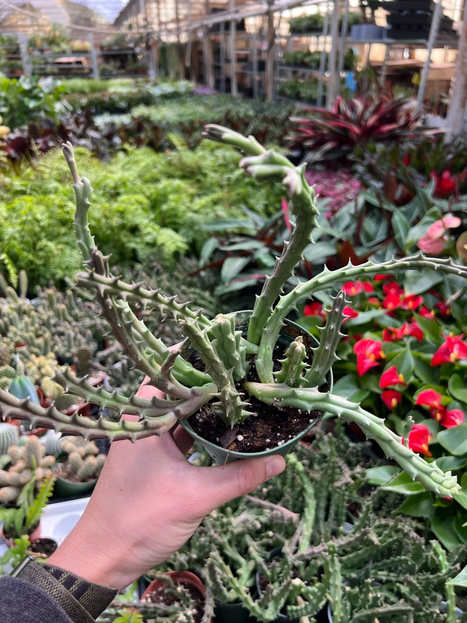 Lifesaver Cactus 9 Lifesaver Cactus - Image 9