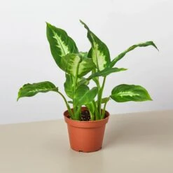 Dieffenbachia Camille 23 Dieffenbachia Camille -Plant house 4 DIEFFENBACHIA CAMILLE 1