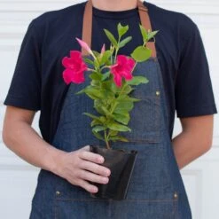 Dipladenia Premier Hot Pink 8 Dipladenia Premier Hot Pink -Plant house 4 DIPLADENIA PREMIER.HOT .PINK 3