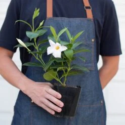 Dipladenia Premier Hot Pink 11 Dipladenia Premier Hot Pink -Plant house 4 DIPLADENIA PREMIER.WHITE 3