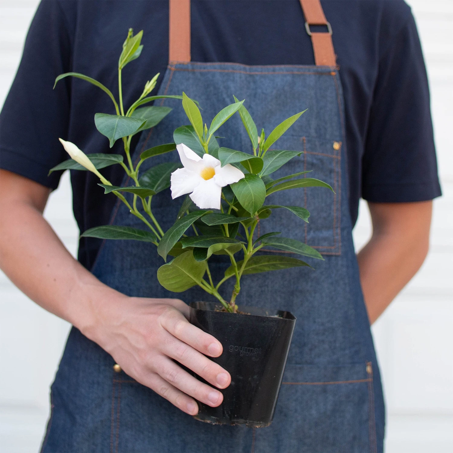 Dipladenia Premier Hot Pink 6 Dipladenia Premier Hot Pink - Image 6