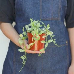 Succulent Dischidia Cascade -Plant house 4 DISCHIDIA CASCADE.VARIEGATED 3