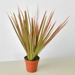 Dracaena 'Colorama' -Plant house 4 DRACAENA COLORAMA 1 70649cd8 00a8 4ab3 bdef 393e9bec6831