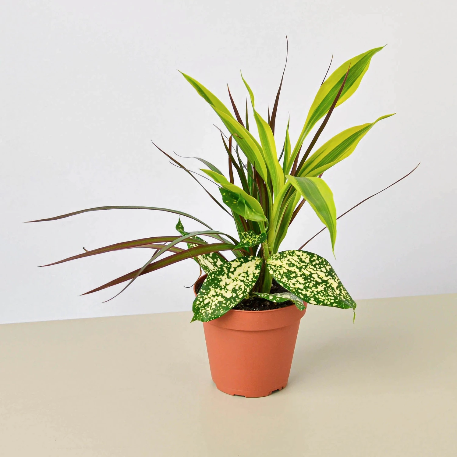 Dracaena 'Combo' 1 Dracaena 'Combo'