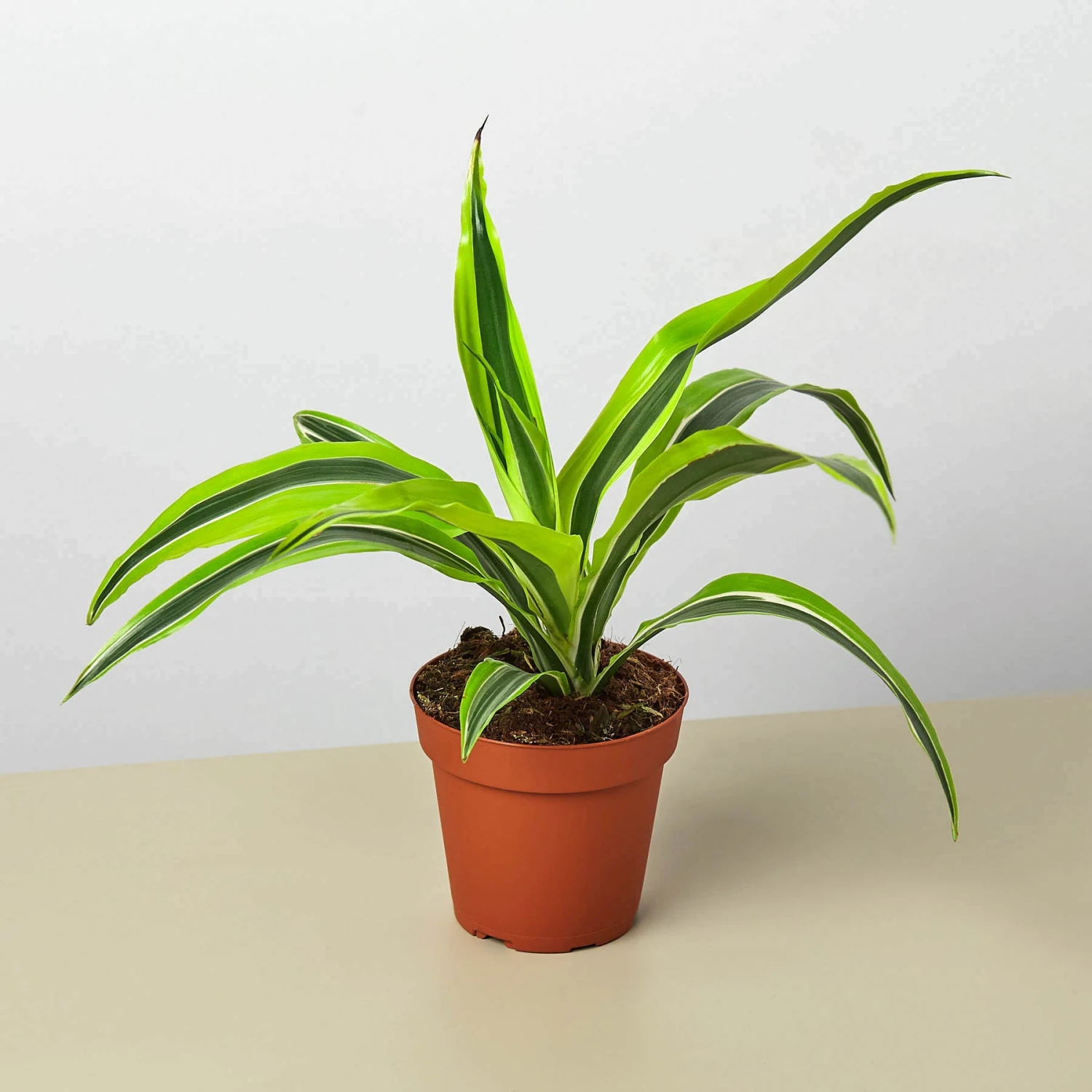 Dracaena Deremensis 'Lemon Lime' 1 Dracaena Deremensis 'Lemon Lime'